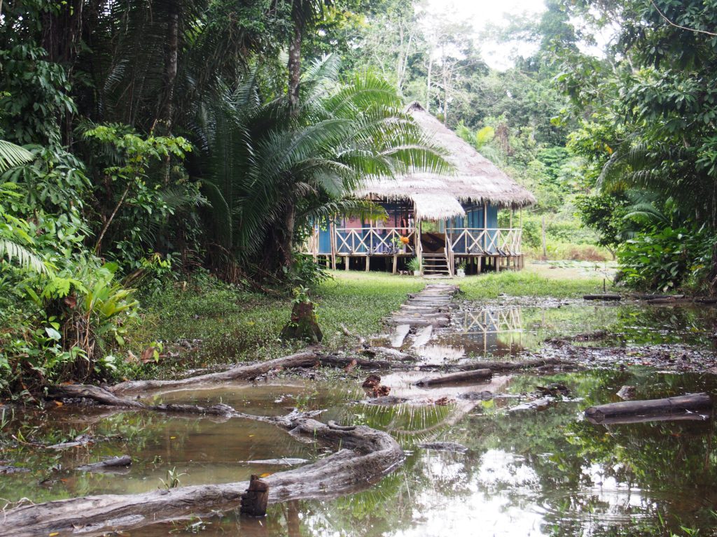 Lasy deszczowe, Amazonia, Peru